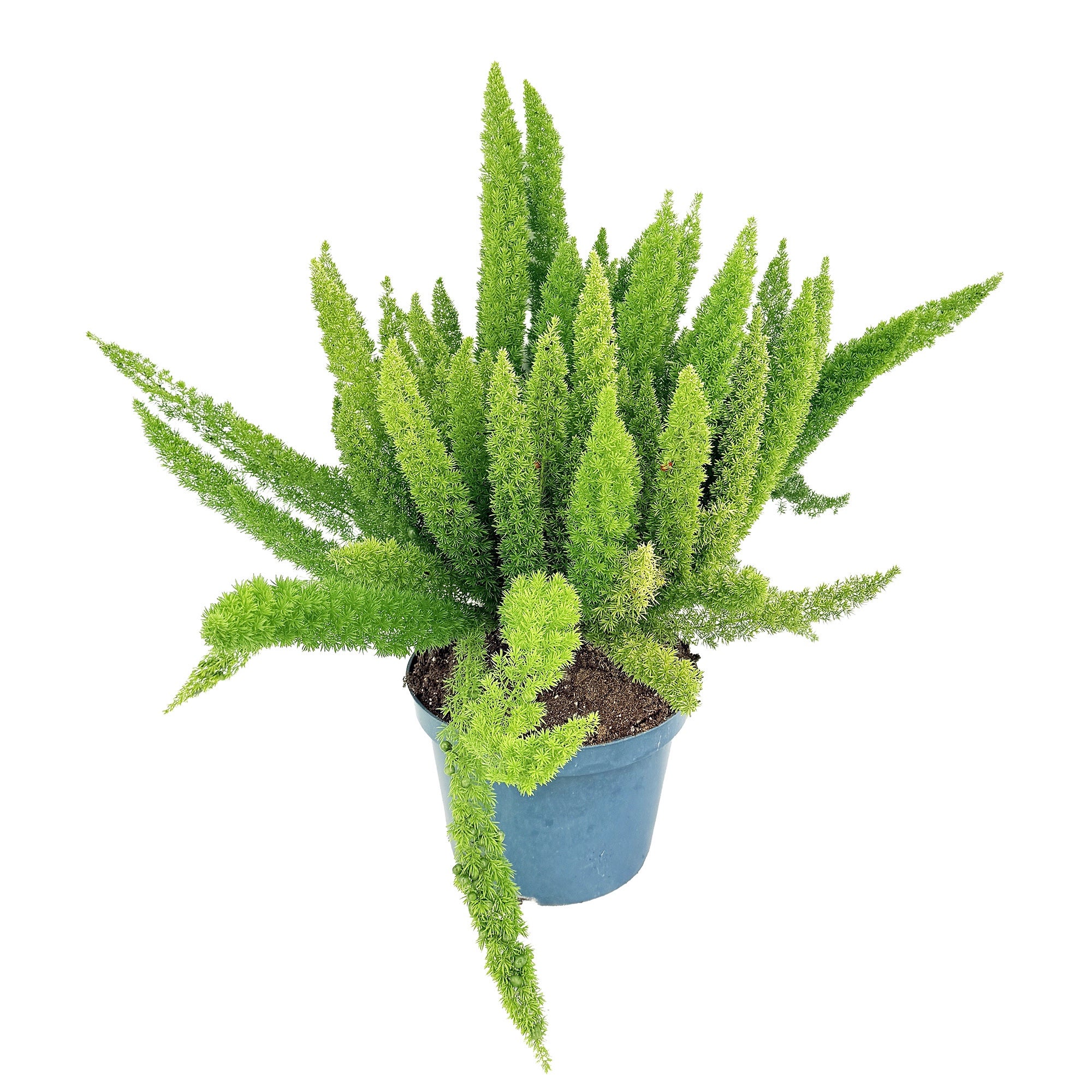 Asparagus densiflorus Meyersii 'Foxtail Fern' XL | SarahCotta