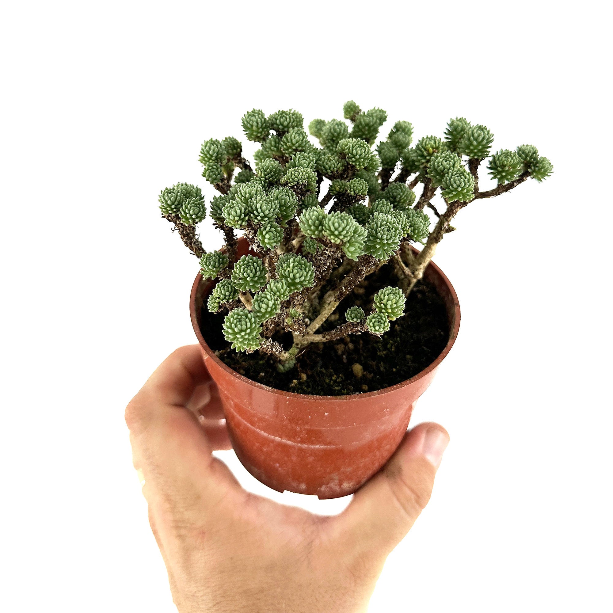 Sedum multiceps 'Mini Joshua Tree' | SarahCotta Plants - Exotic ...