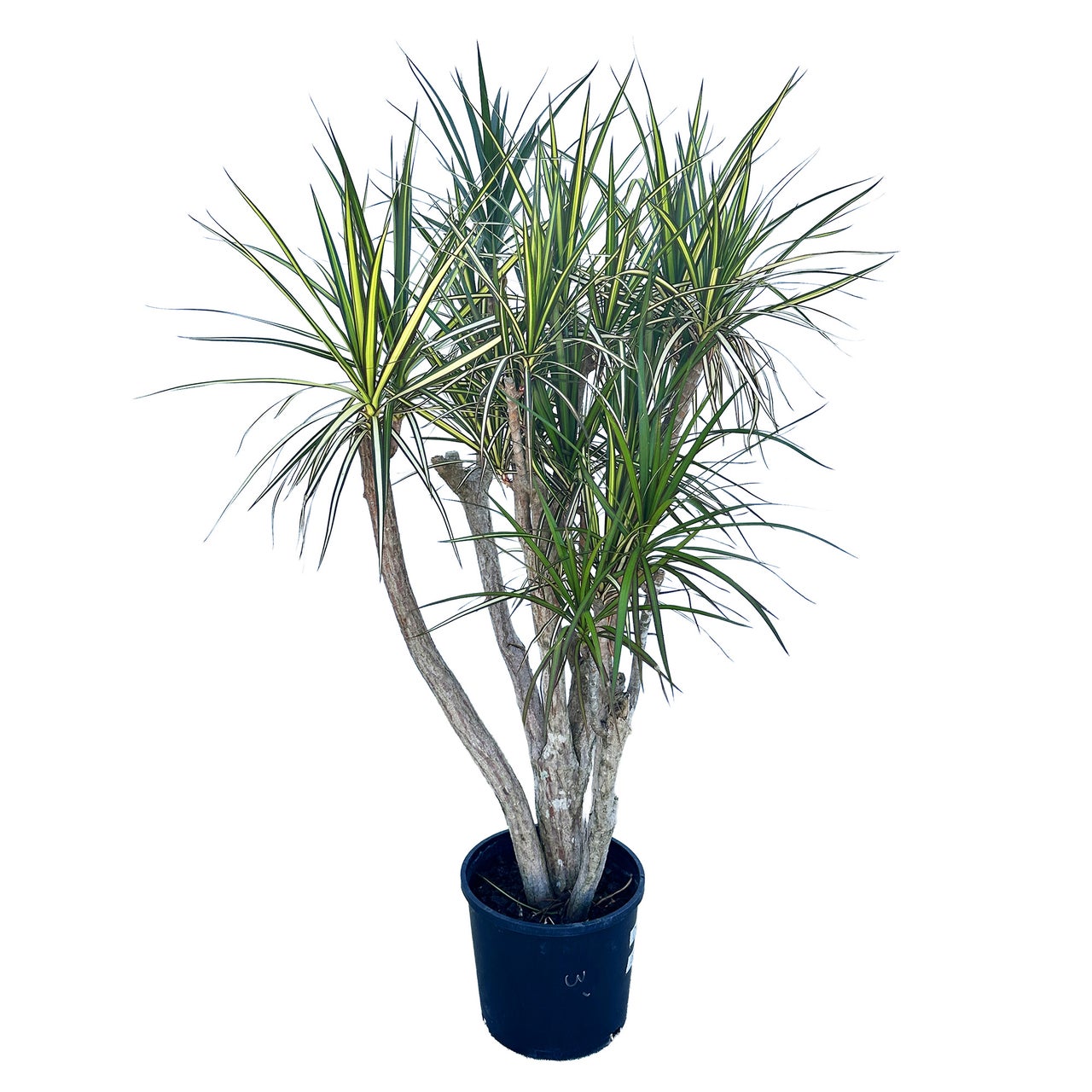 Large Specimen Plants for Home Delivery or Pickup | SarahCotta