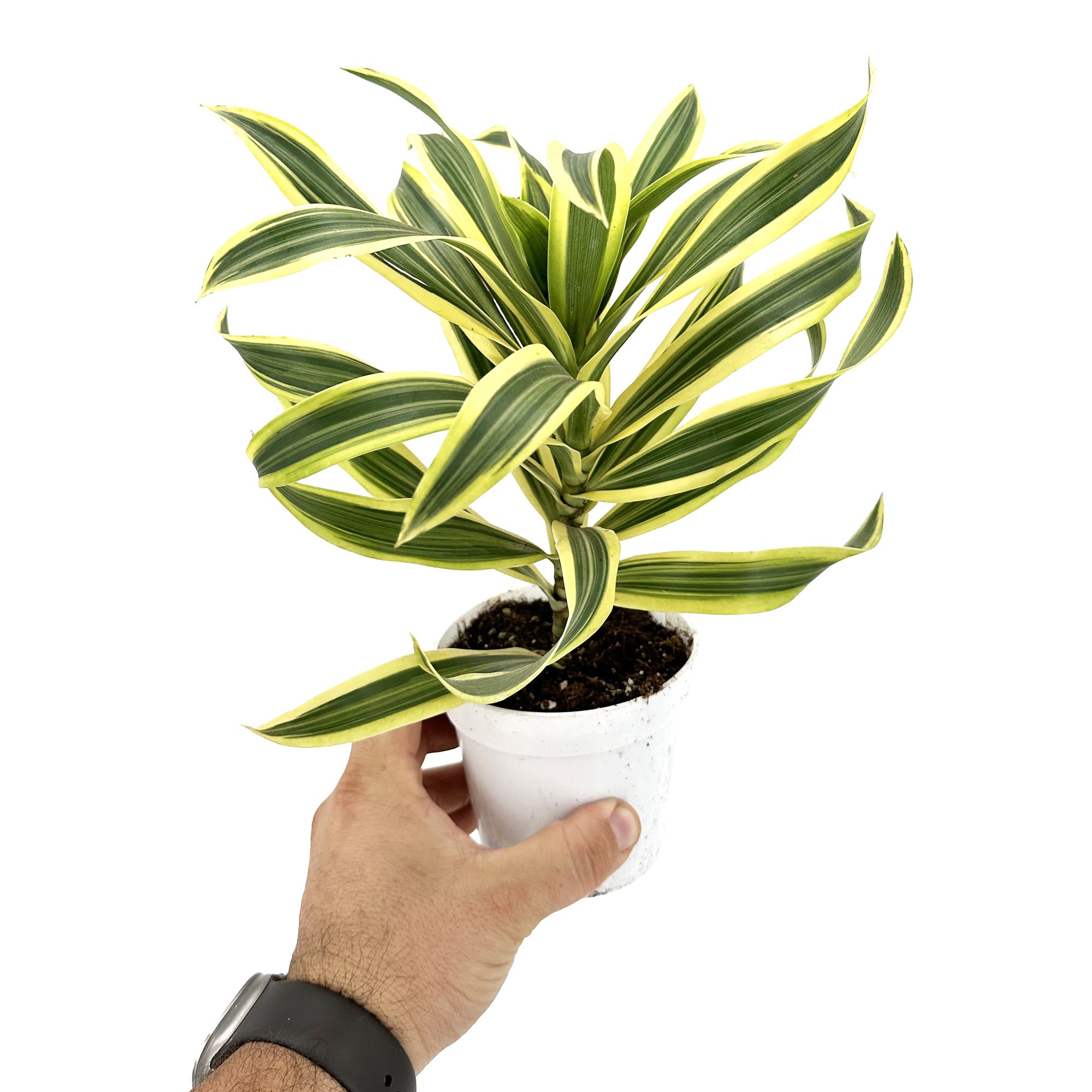 dracaena-reflexa-variegata-song-of-india-sarahcotta-plants-exotic