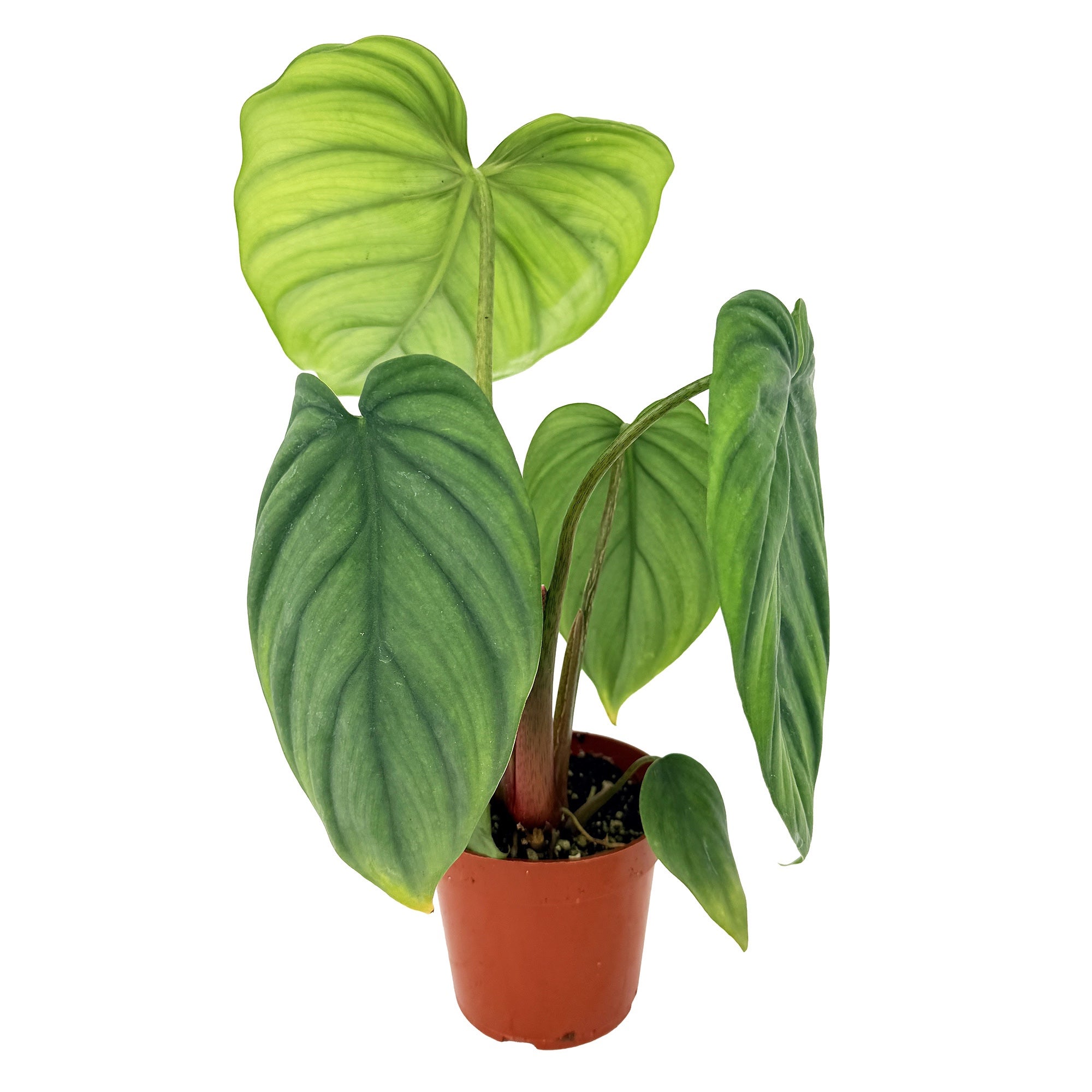 Philodendron columbia | SarahCotta Plants - Exotic, Uncommon and