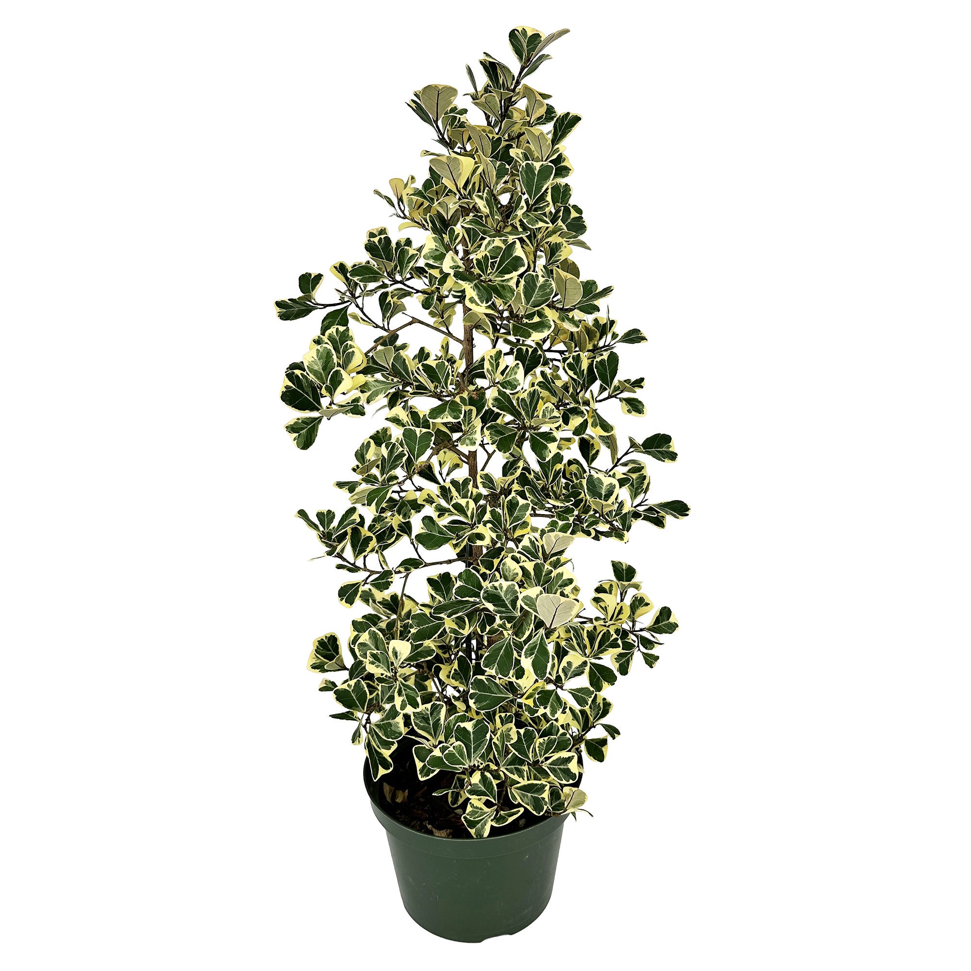 ficus-triangularis-variegata-xl-sarahcotta-plants-exotic-uncommon