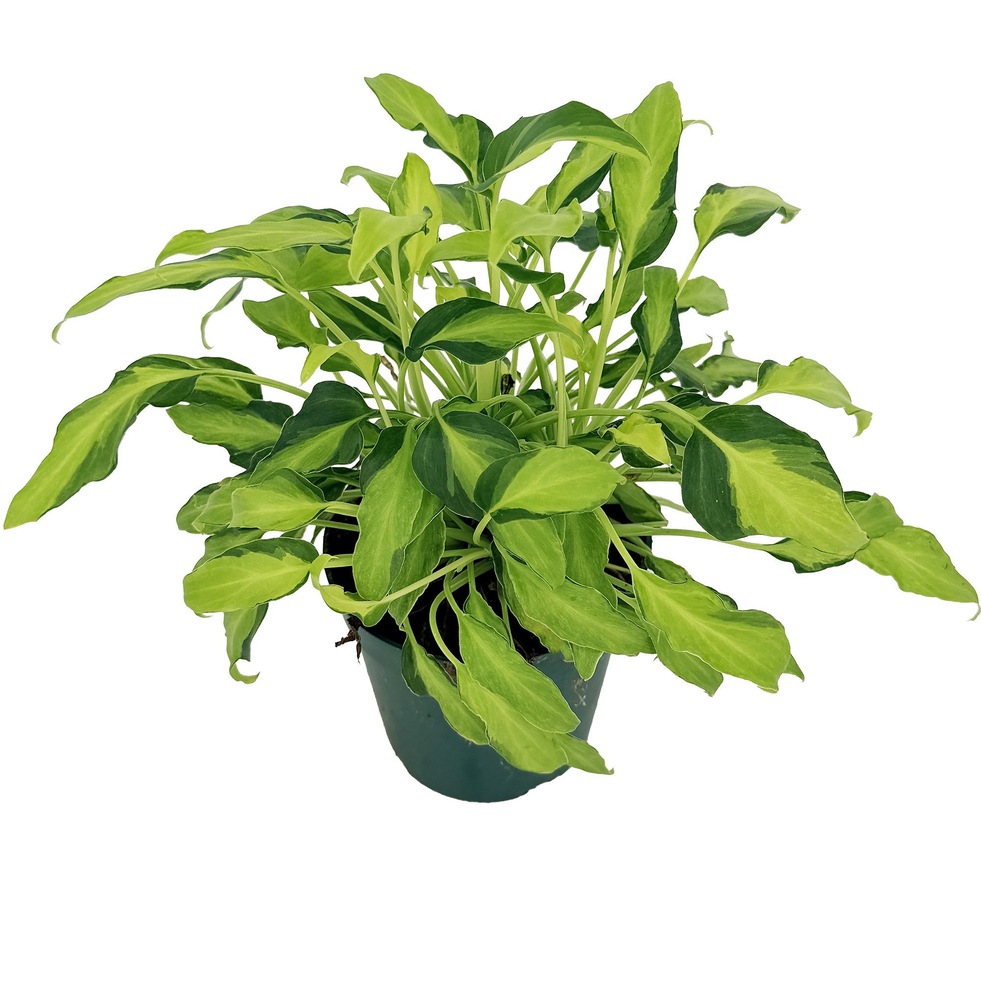 Philodendron Xanadu Variegated | SarahCotta Plants - Exotic