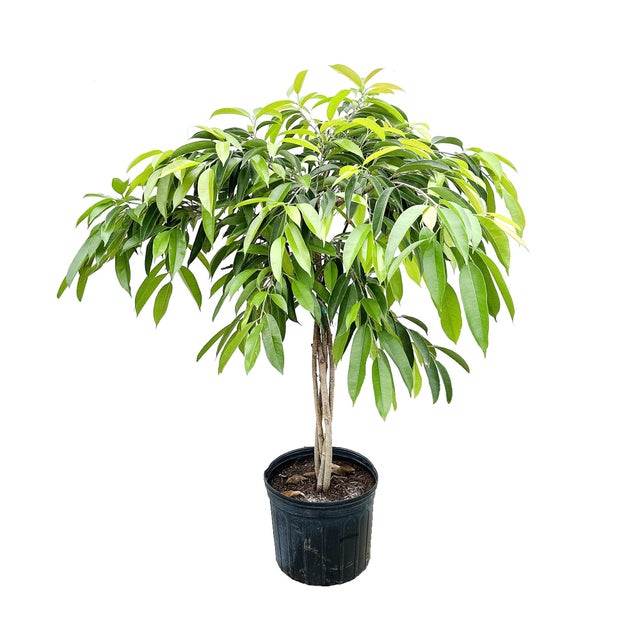 Large Specimen Plants for Home Delivery or Pickup SarahCotta Plants
