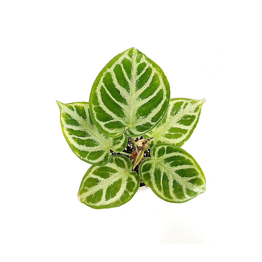 anthurium-silver-blush-sarahcotta-plants
