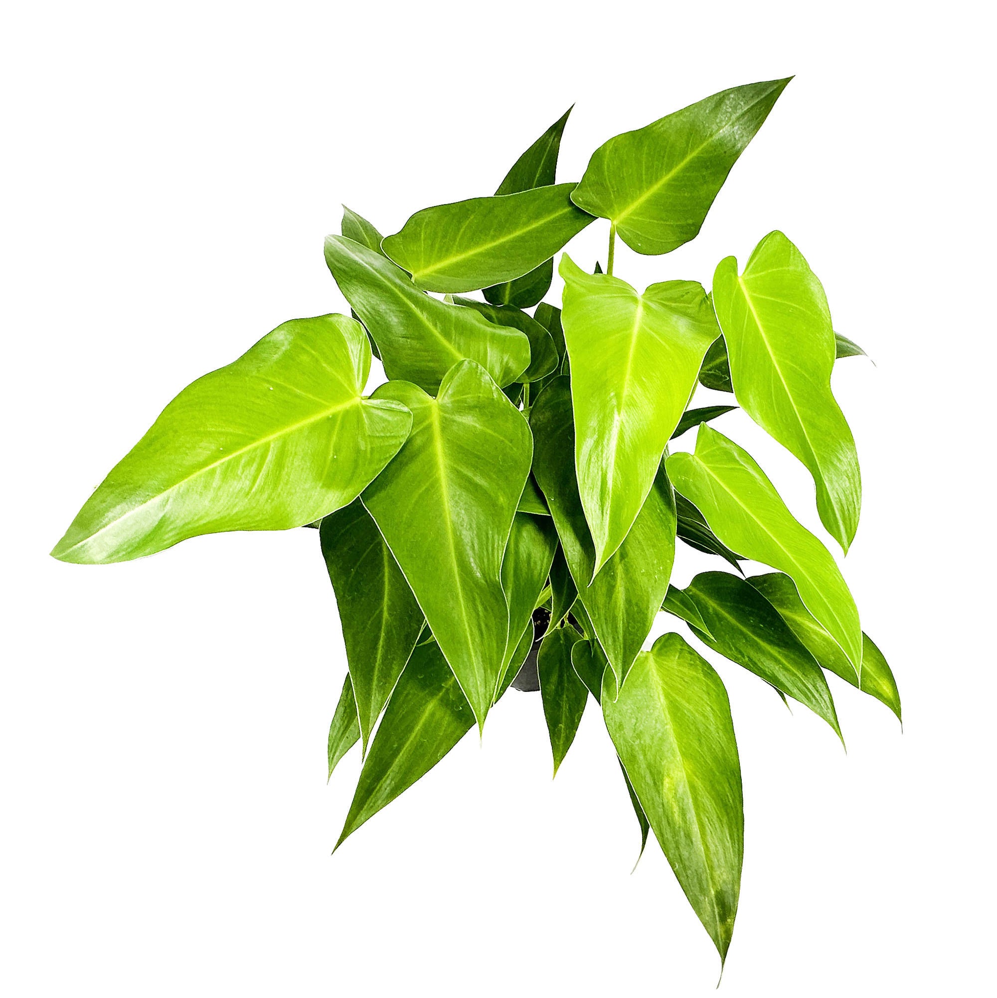 Large Specimen Plants for Home Delivery or Pickup SarahCotta Plants