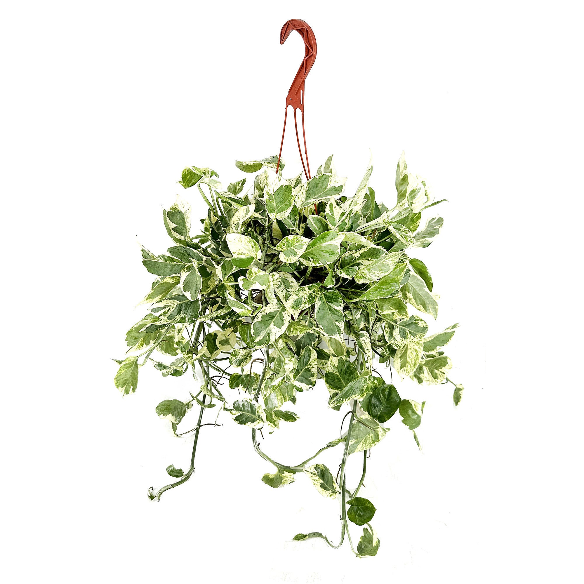 Epipremnum aureum 'Pearls N' Jade' Pothos | SarahCotta Plants