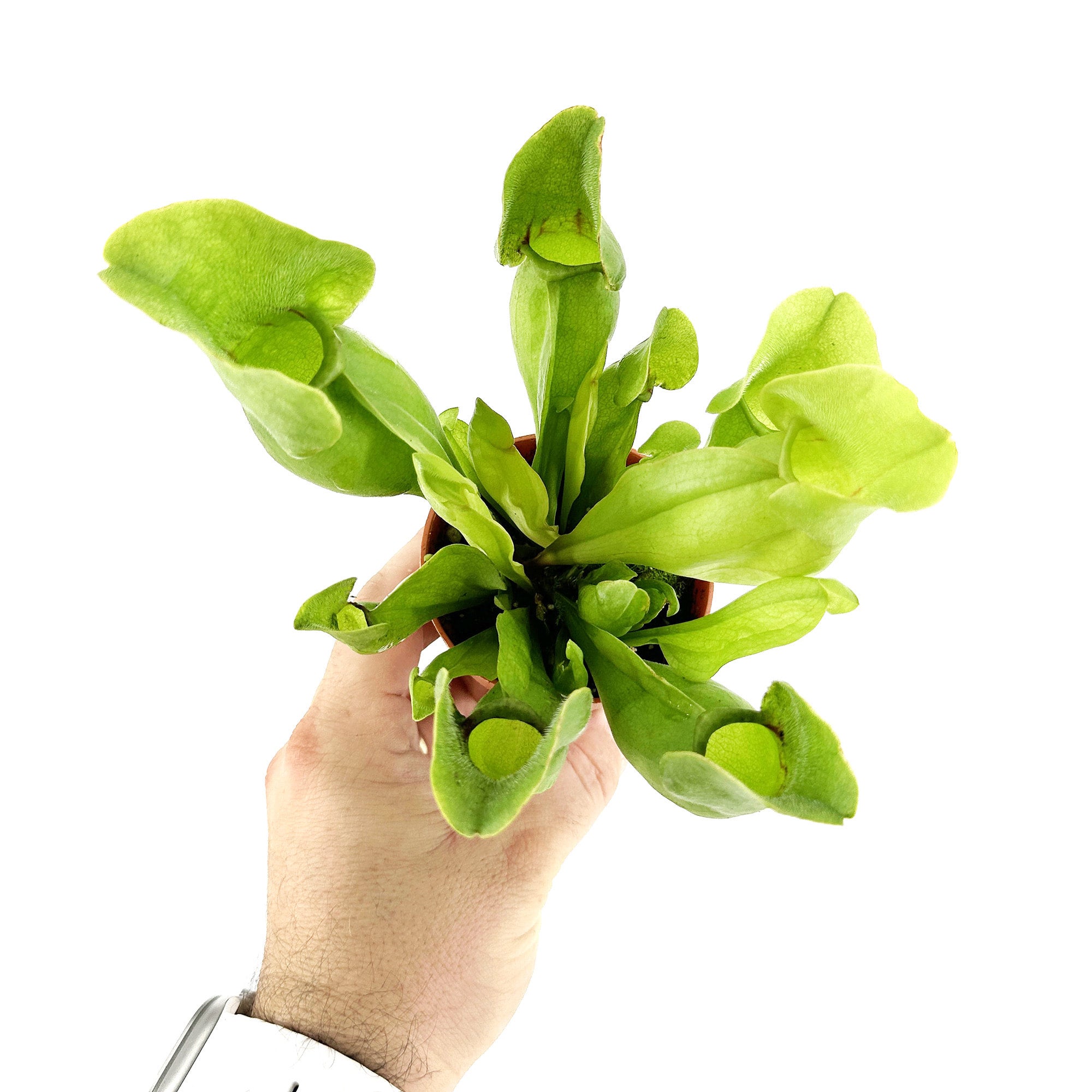 Sarracenia Purpurea Pitcher Plant SarahCotta Plants sarracenia-purpurea-pitcher-plant-sarahcotta-plants