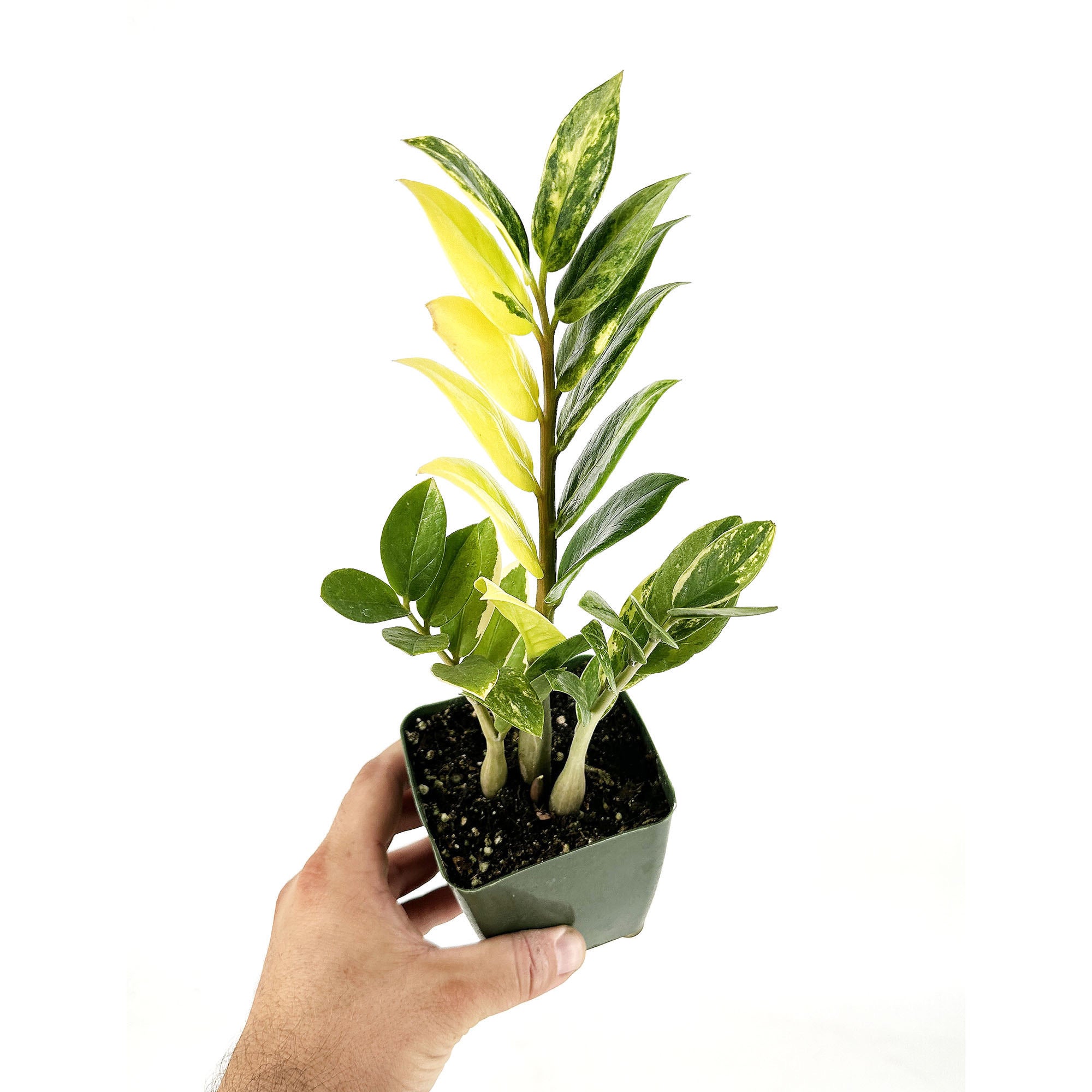 Zamioculcas Zamiifolia F Variegata Variegated Zz Sarahcotta Plants