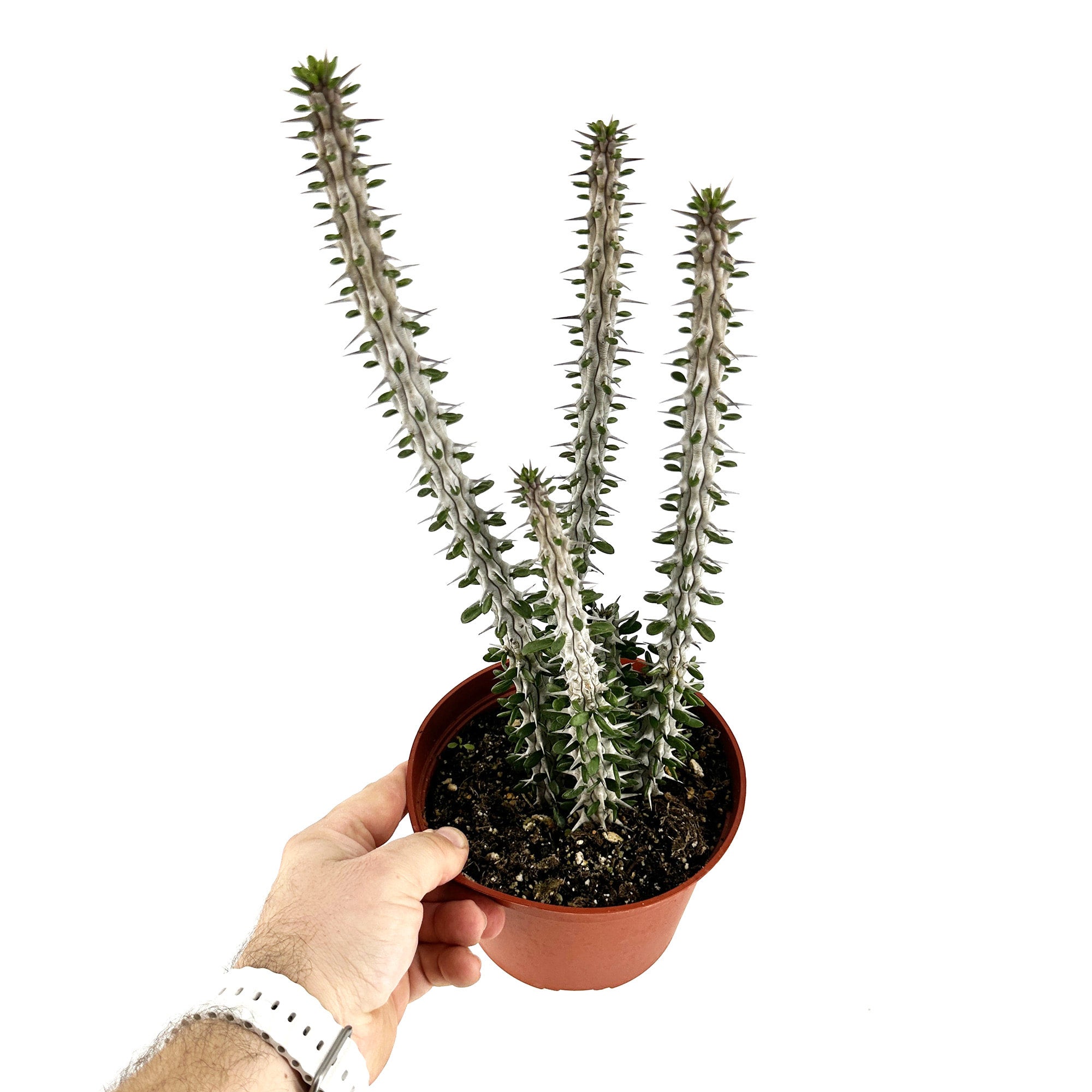 thumbnail image 2 of Live Alluaudia Procera – Madagascar Ocotillo, Bare Root, Drought Tolerant, Full Sun, Thorns 2 of 5