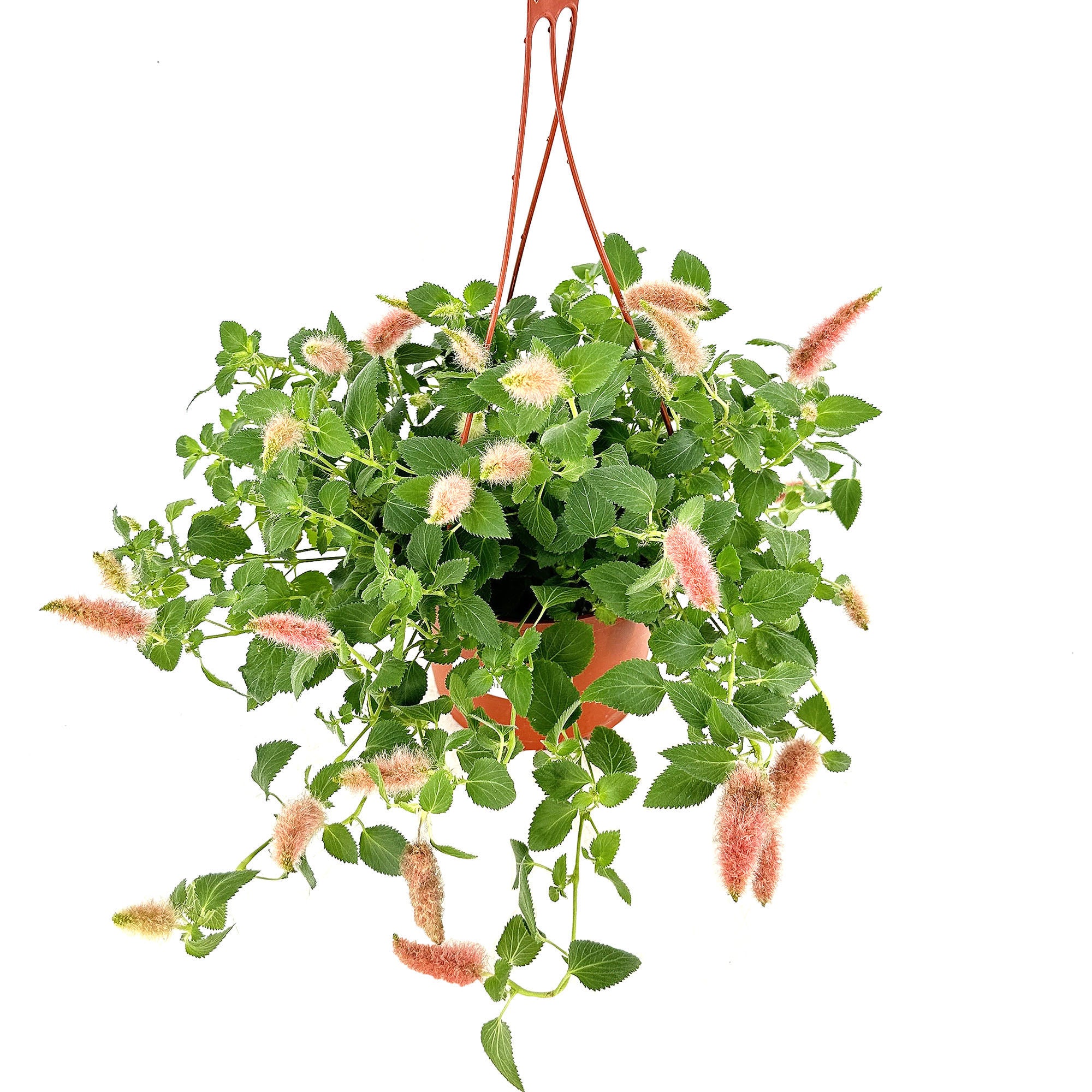 Acalypha pendula 'Strawberry Firetails' SarahCotta Plants