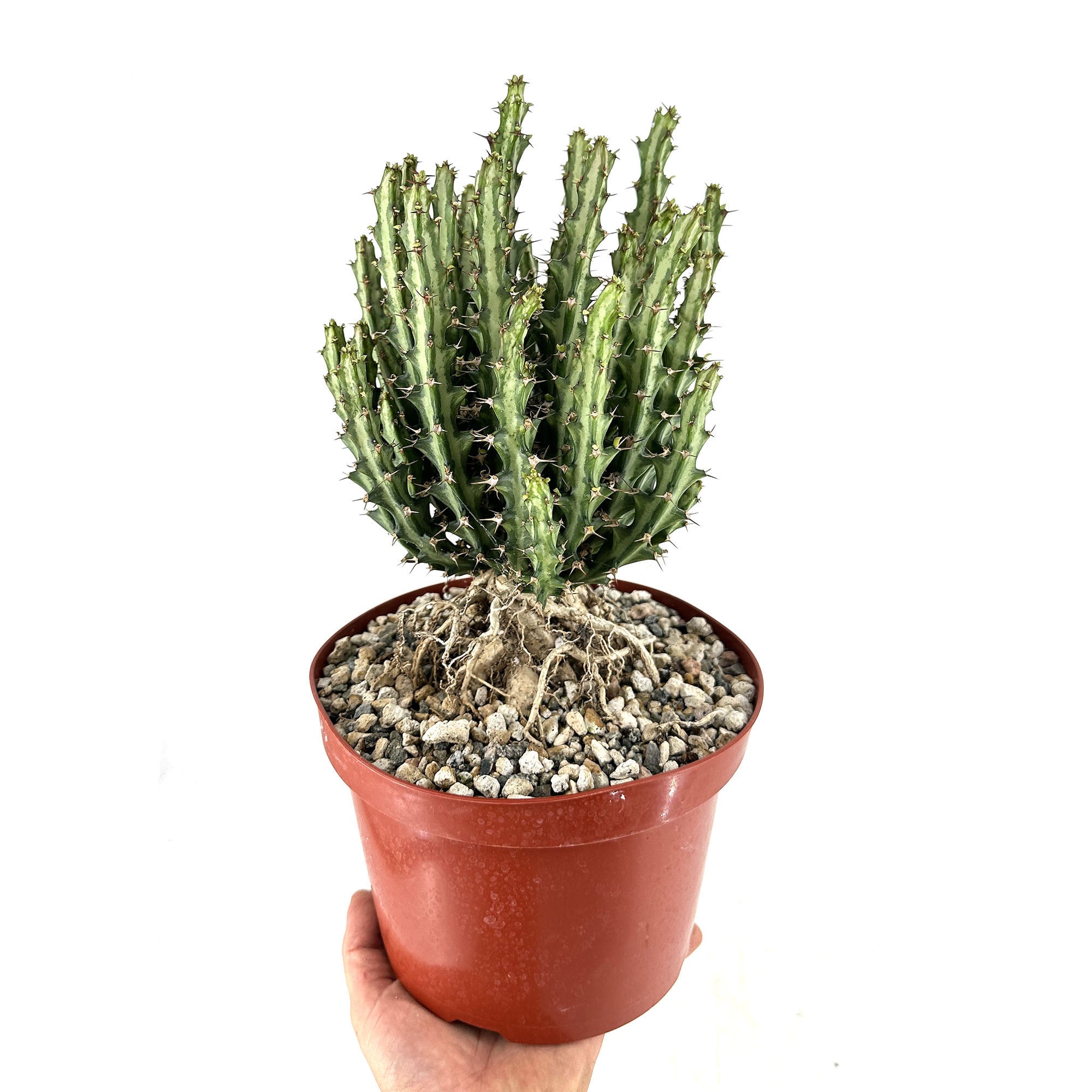 Euphorbia knuthii | SarahCotta Plants