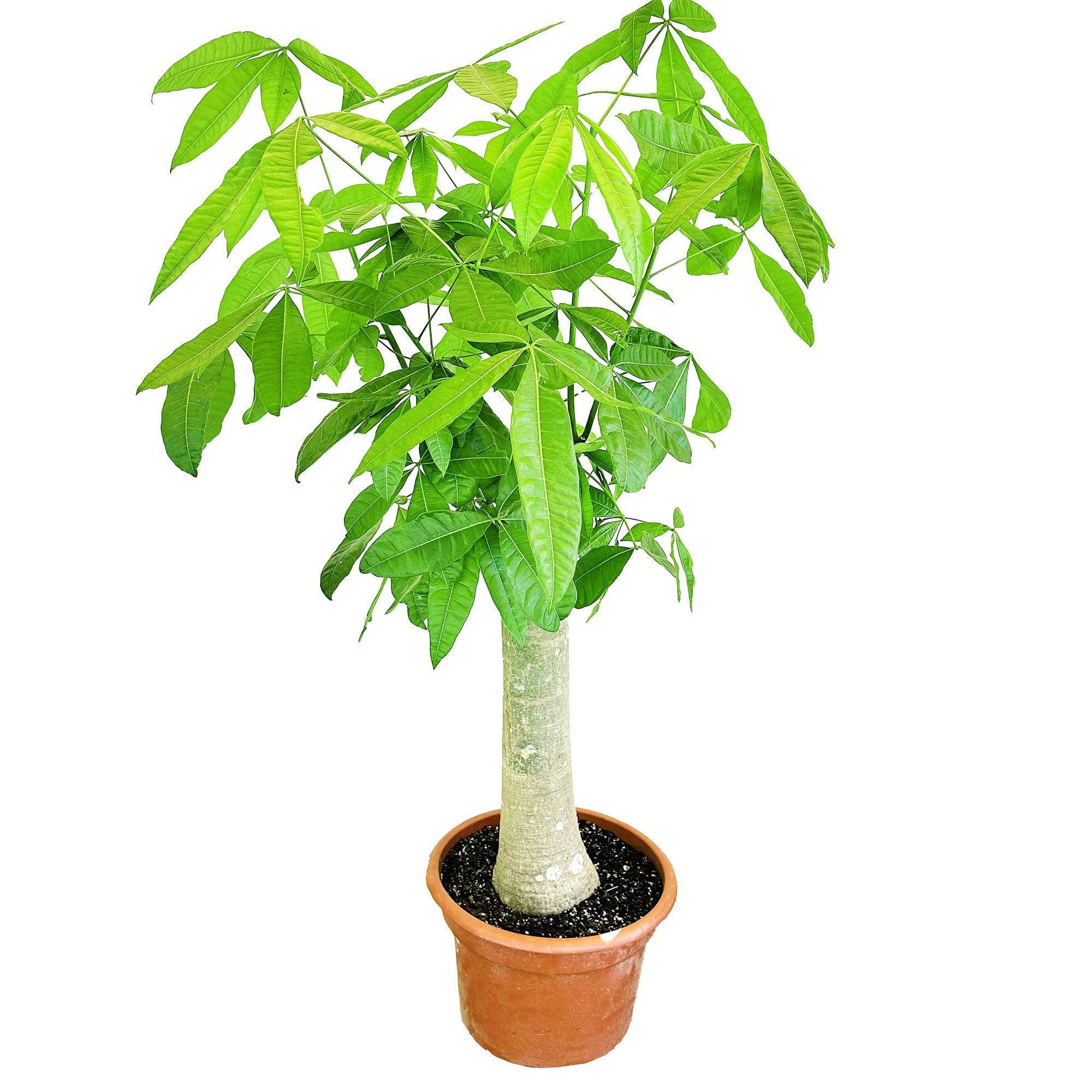 Pachira Aquatica Money Tree Stump XL SarahCotta Plants