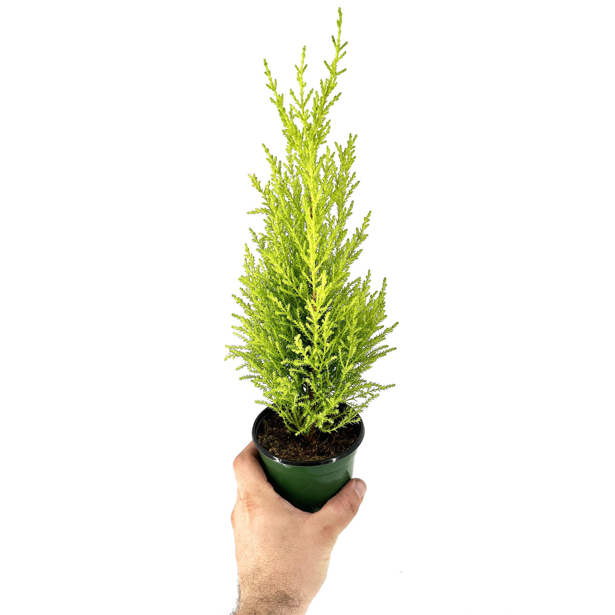 Lemon Cypress Tree SarahCotta Plants