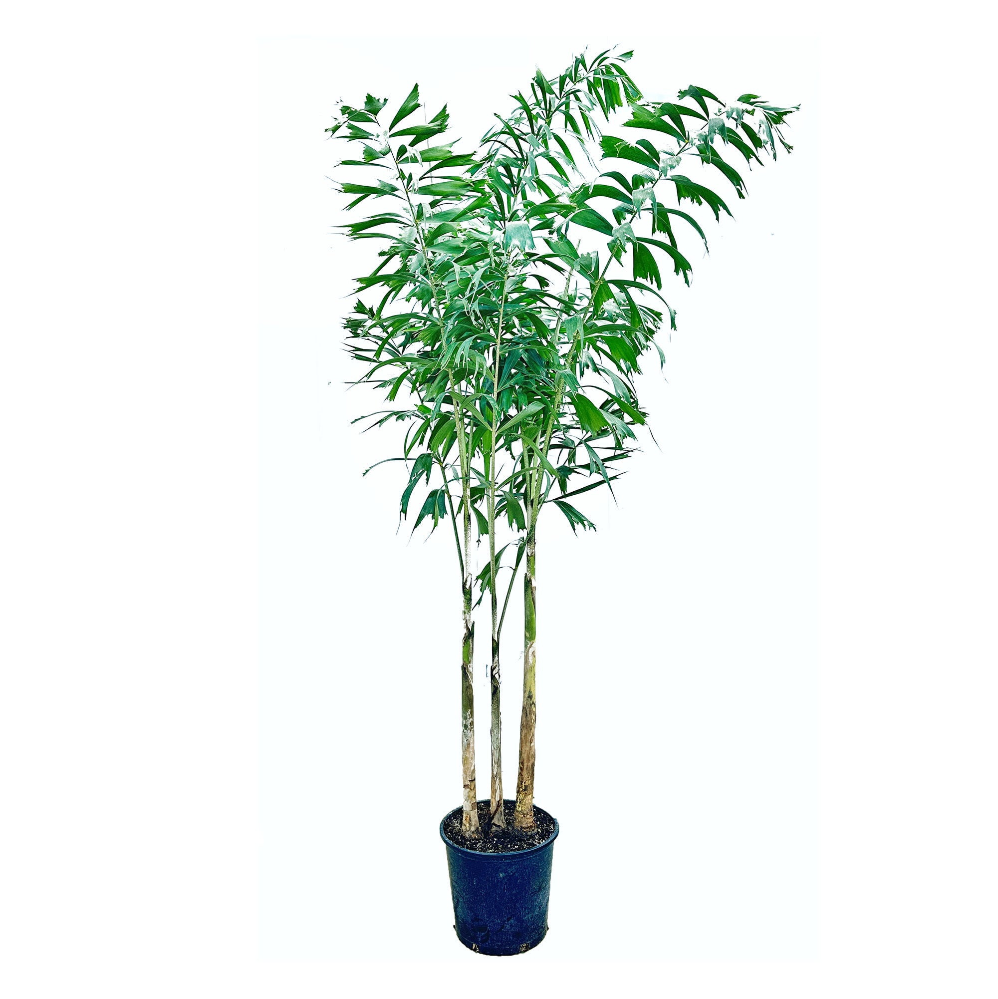 wodyetia-bifurcata-foxtail-palm-sarahcotta-plants