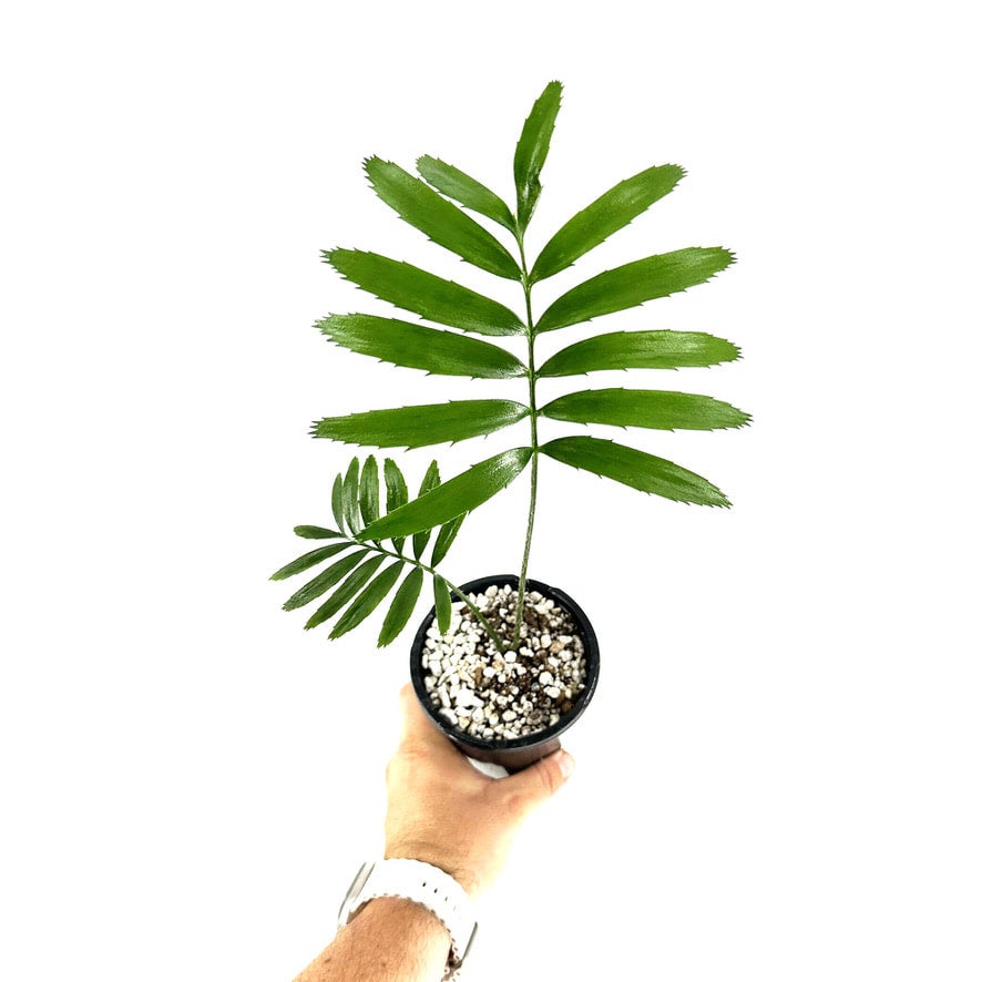 Encephalartos Middelburgensis SarahCotta Plants encephalartos-middelburgensis-sarahcotta-plants