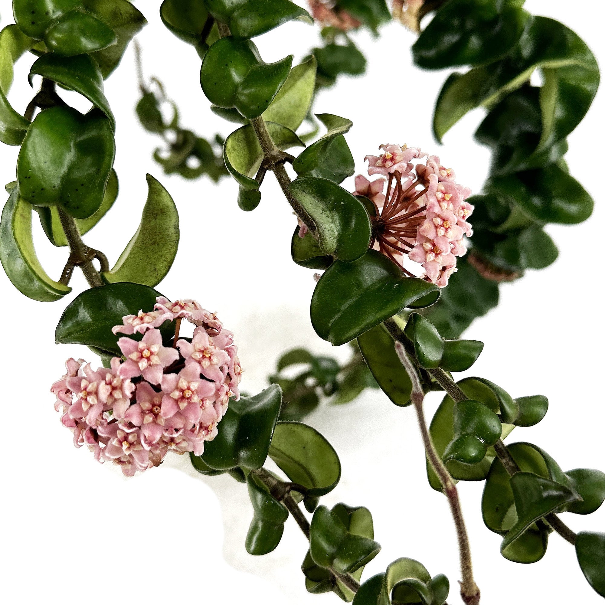 Hoya Hindu Rope | Krinkle Kurl | Hoya Carnosa Compacta | Hoya Plant | Wax Plant | Live plant | Free shipping | US seller | store