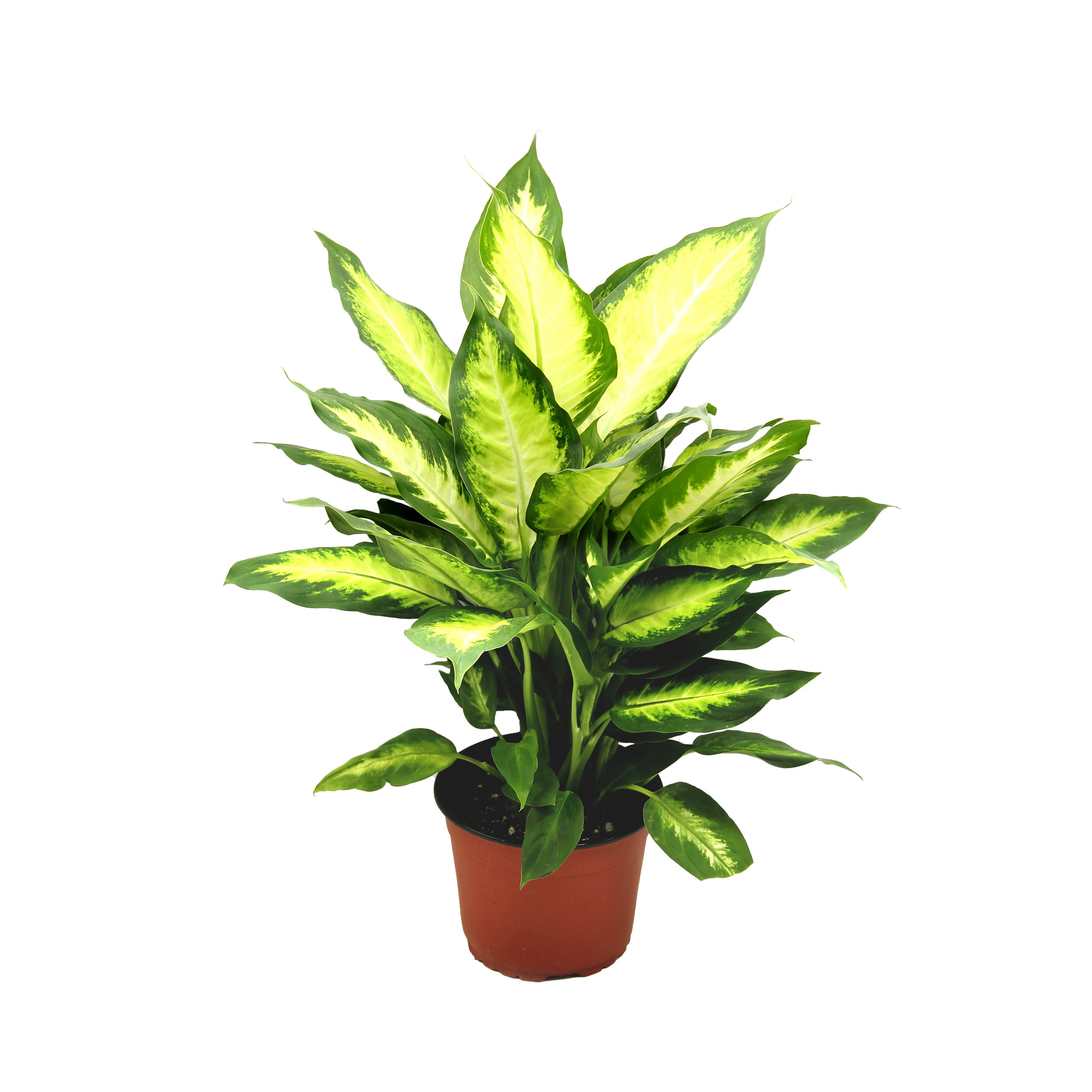 dieffenbachia-camille-sarahcotta-plants