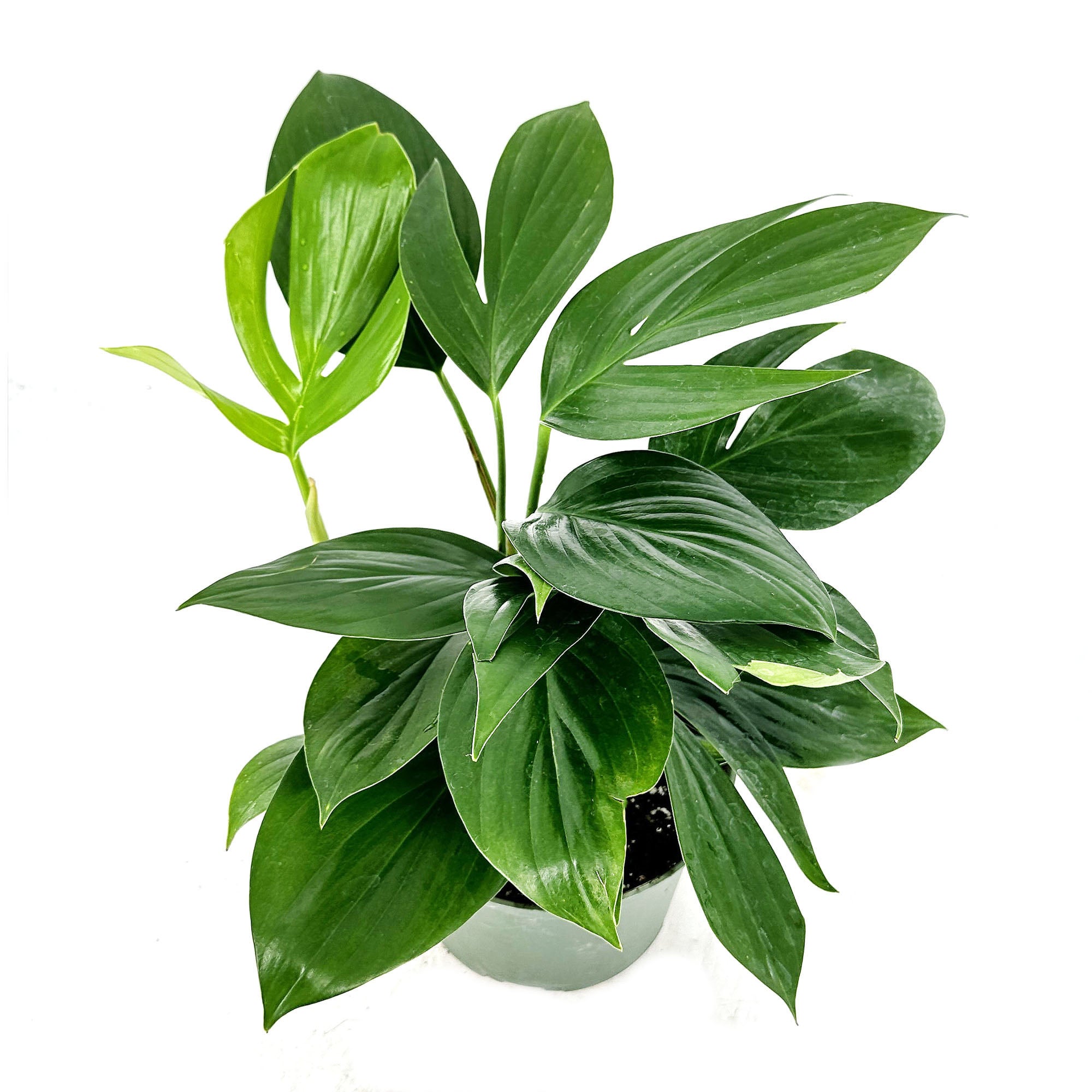 rhaphidophora-decursiva-dragon-tail-sarahcotta-plants