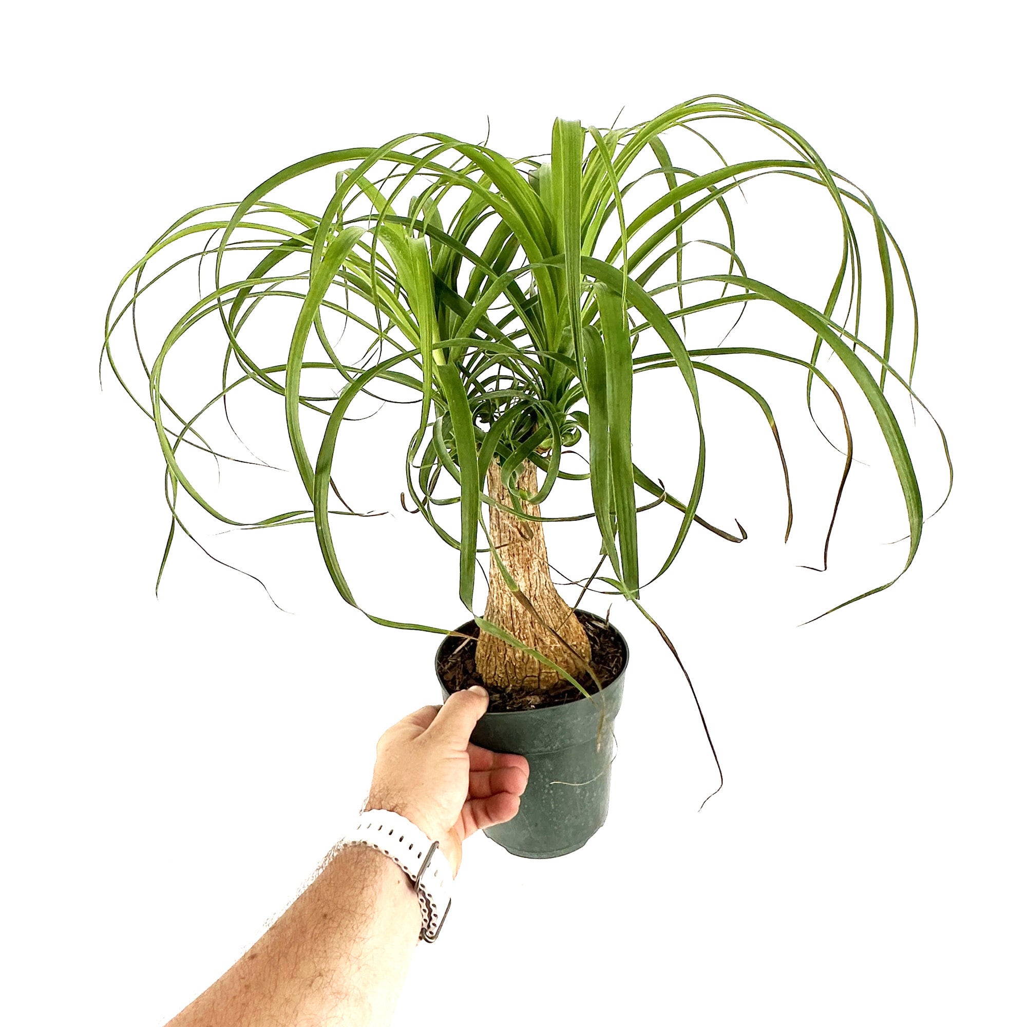 Beaucarnea recurvata 'Ponytail Palm' | SarahCotta Plants